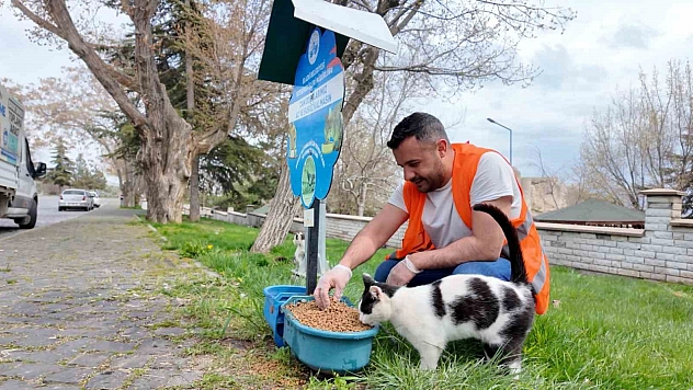 Elazığ'da Sokak Hayvanları Unutulmadı