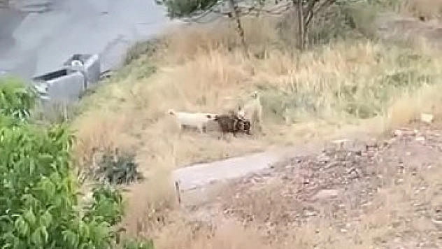 Elazığ'da Başıboş Köpekler 2 Keçiyi Parçaladı