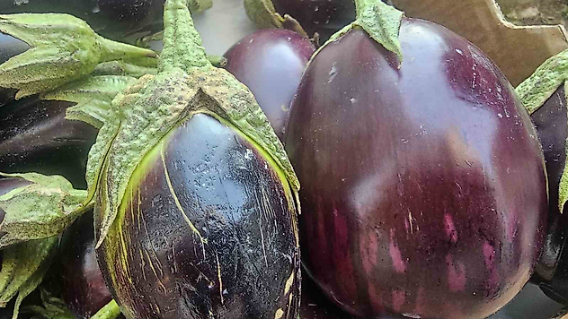 Elazığ'da Tezgâhların Yıldızı: Tombul Patlıcanlar
