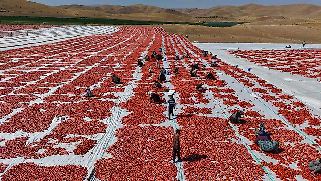 Elazığ'da Üretilen Domatesler Dünya Sofralarını Tatlandırıyor