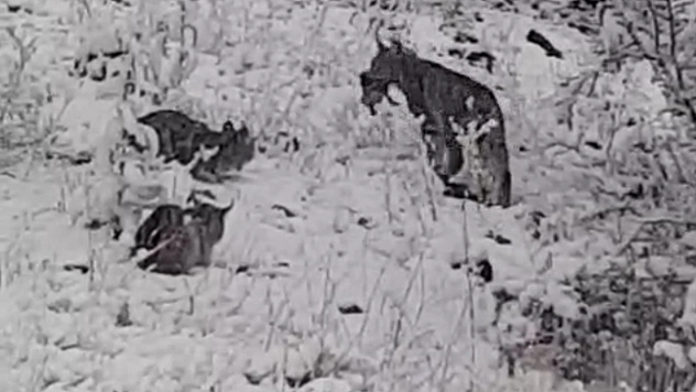 Elazığ'da bir vaşak ailesi kameralara yansıdı.