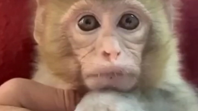 Elazığ'da ele geçirilen bir maymun, koruma altına alındı.