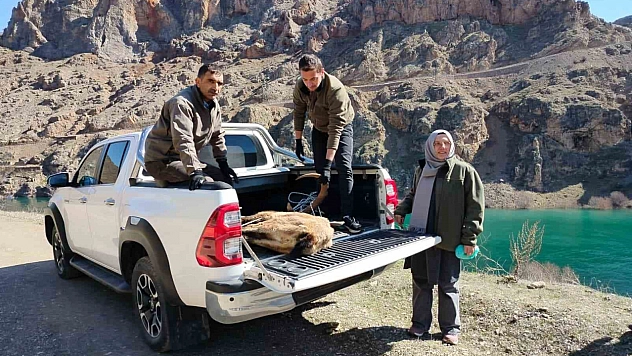 Yaralı Dağ Keçisi İçin Ekipler Harekete Geçti