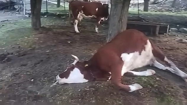 Elazığ'da Yıldırım Düşmesi Sebebiyle 2 İnek Telef Oldu