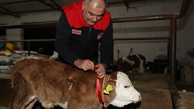 Elazığ'da yılın ilk buzağısına Bereket ismi konuldu.