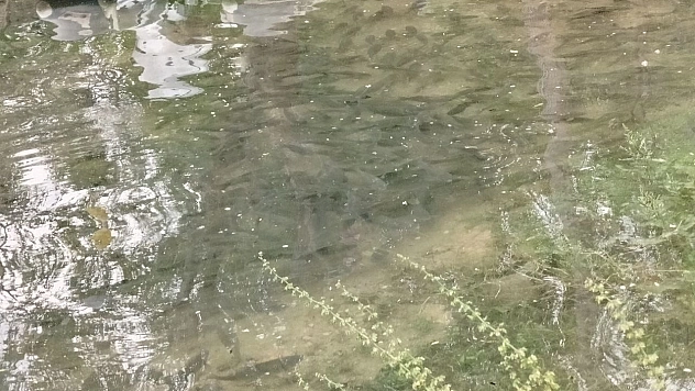 Fırat Nehri'nde İlginç Görüntü: Balıklar Kıyıya Vurdu