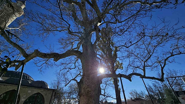 Harput'un 300 yıllık çınar ağacı zamana direnmeye devam ediyor.