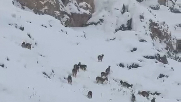 Karla Kaplı Arazide Dağ Keçileri Görüntülendi
