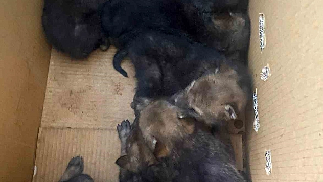Karakoçan'da Bulunan Yavru Kurtlar Korumaya Alındı