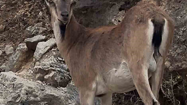 Keban'da Dağ Keçileri Kameraya Yansıdı