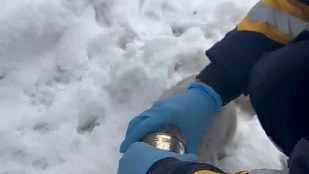 Kedinin başına sıkışan konserve sağlık ekipleri tarafından çıkarıldı