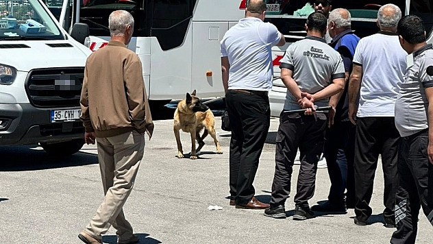 Köpek Saldırısında Bir Kadın Yaralandı