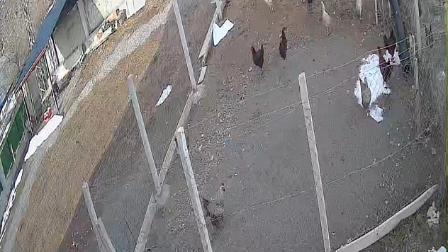 Tilki Kümese Girdi, Tavuğu Götürdü