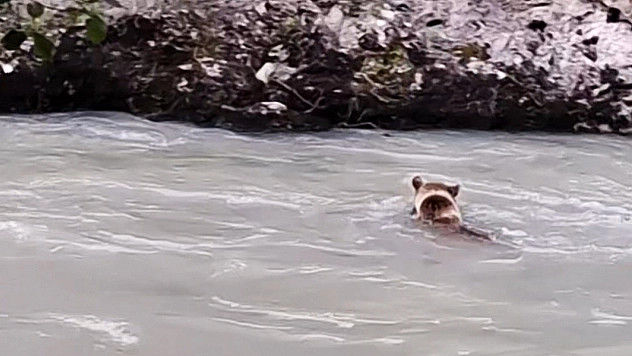 Ayının Munzur Nehri'ndeki Zorlu Yolculuğu Görüntülendi
