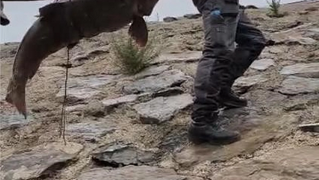 Nehirde yakalanan 60 kiloluk dev turna balığını, çam ağacından bir sırığa bağlayarak taşıdılar.