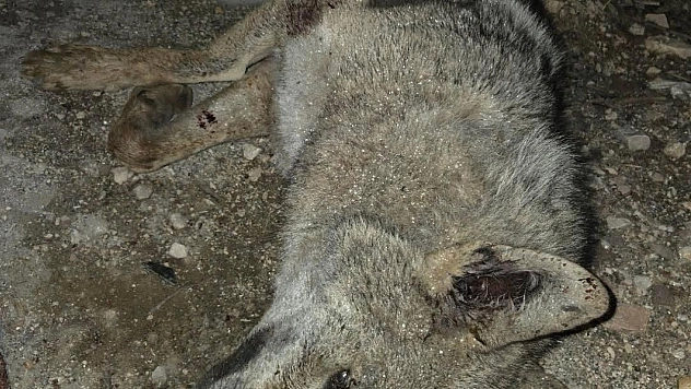 Yola Çıkan Kurt Otomobilin Çarpmasıyla Telef Oldu