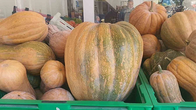 Palu'da ata tohumu kabaklar 35 kilo oldu