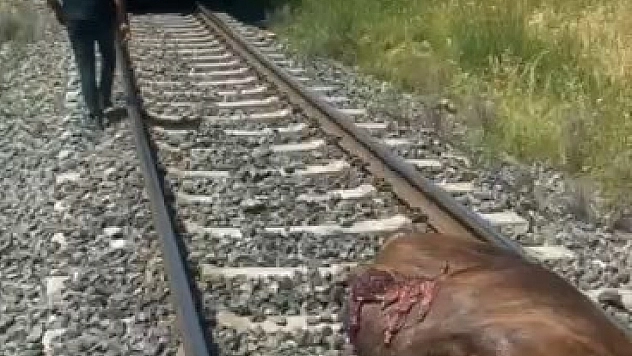 Palu'da Tren Kazası: İnek Telef Oldu