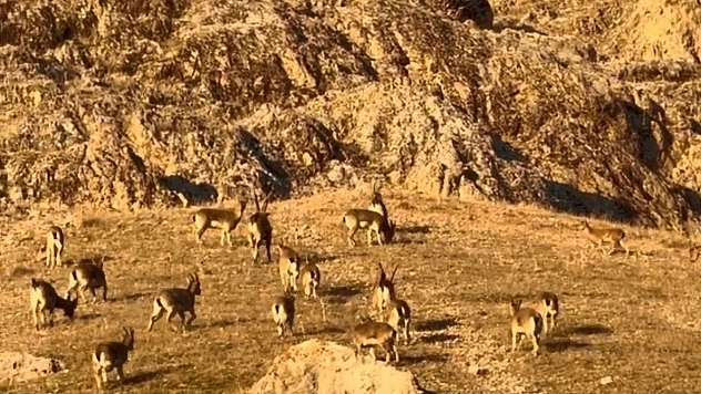 Palu'daki tarihi kalede dağ keçilerinin görüldüğü belirtildi.