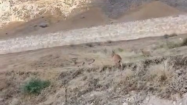 Tarihi Palu Kalesi'nde Dağ Keçileri Görüldü
