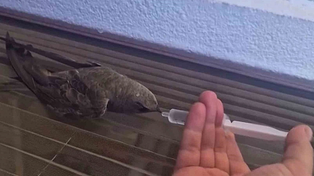 Kavurucu Sıcakta Bitkin Düşen Ebabil Kuşu Kurtarıldı