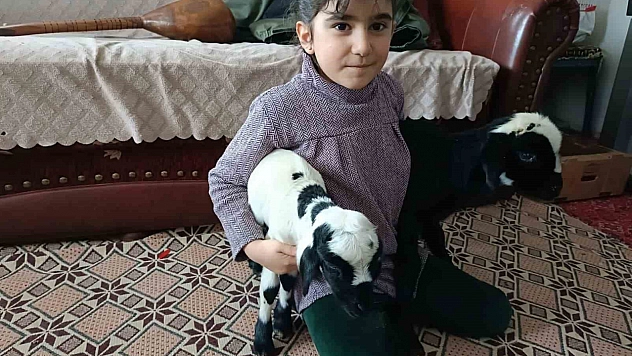 Soğuk Hava Nedeniyle Kuzular Eve Alındı, Biberonla Besleniyor