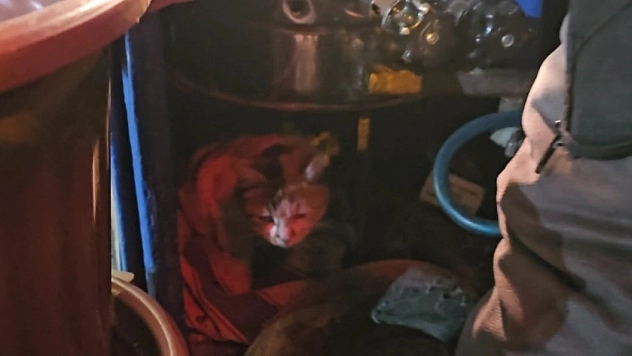 Sokak kedisinin üşümemesi için onu kestane kazanının yanında gözetiyor.