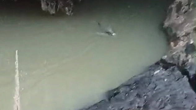 Doğada Nadir Anlar: Su Samuru Balık Avında