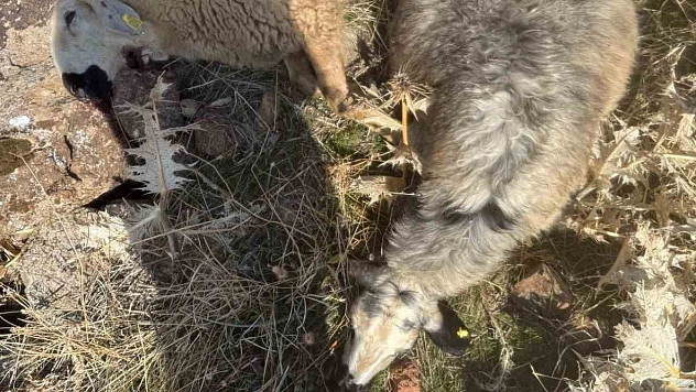 Sürüden ayrılan 28 koyun kurtlara yem oldu.