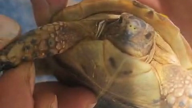 Tarlada Boynuna Diken Batan Yavru Kaplumbağaya Şefkat Eli