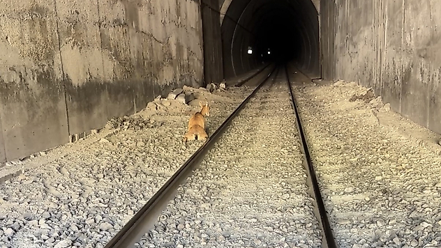 Tünele Giren Dağ Keçilerine Tren Çarptı