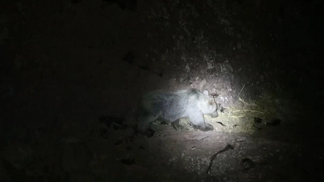 Tunceli'de Nadir Görüntü: Domuz ve Ayı Aynı Karede