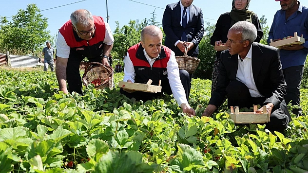 Vali Hatipoğlu Çilek Tarlasında Hasada Katıldı