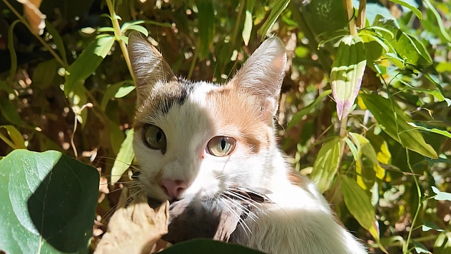 Yakaladığı serçeyi yavrusuna götürüp besledi