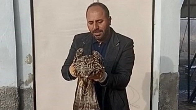 Yaralı kartal tedavi ve koruma altına alındı.