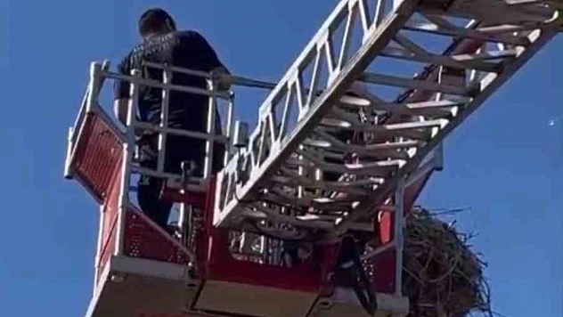 Yuvasından Düşen Yavru Leylek Yeniden Yuvasına Kavuştu