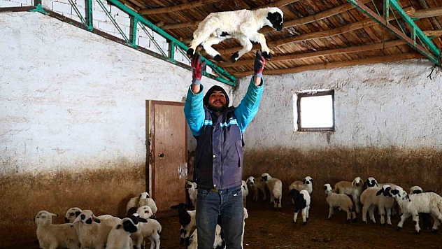 Yeni yıl bereket getirdi: Soğuk havayla kuzu doğumları arttı
