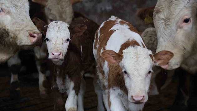 Yıl sona ermeden yaşanan çifte mutluluk: Üretici, ikiz buzağıların dünyaya gelmesiyle büyük bir sevinç yaşadı.