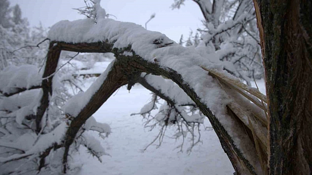 Yoğun Kar Yağışı Harput'ta Ağaçların Dallarını Zarar Verdi