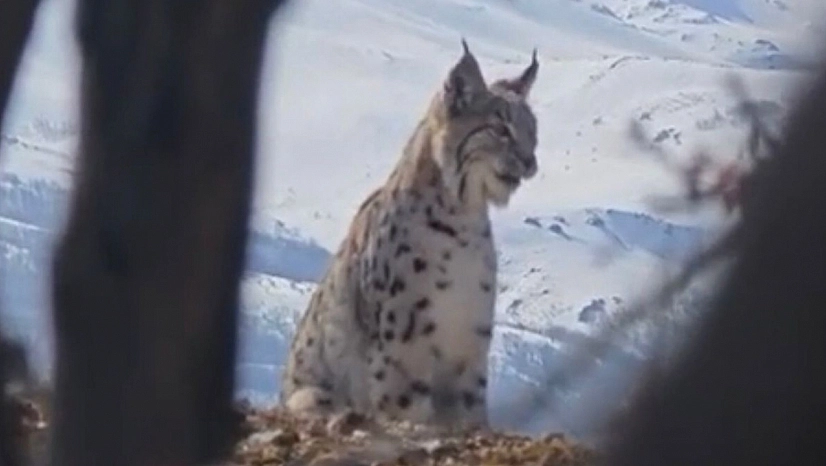 Akdağ'da Yaban Hayatı Görüntülendi: Vaşak, Kurt ve Dağ Keçisi