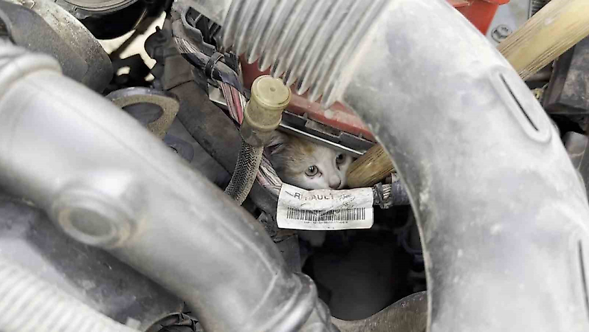 Motor Kısmına Giren Kedi Uzun Uğraşlar Sonucu Çıkarıldı