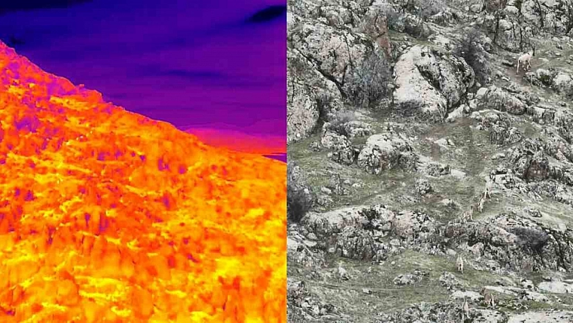 Dağ Keçileri Termal Dron Kamerasına Yansıdı