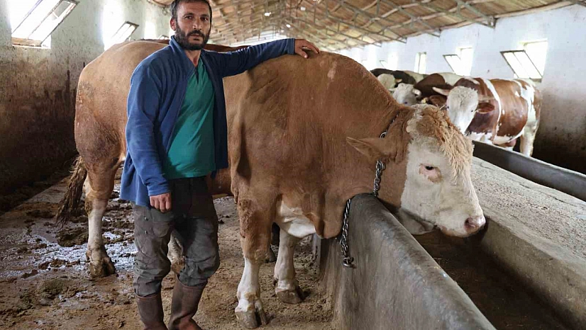 1 Ton 200 Kiloluk Tosun Görenleri Şaşırttı