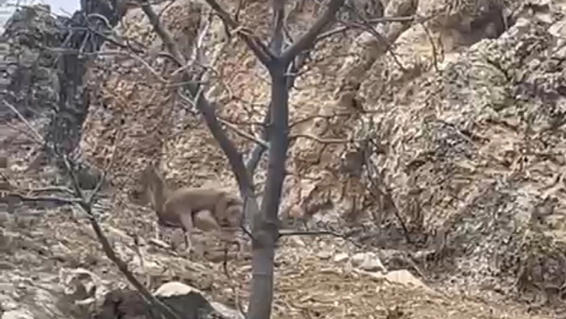 Yaban Keçisinin Azmi Görenleri Hayran Bıraktı