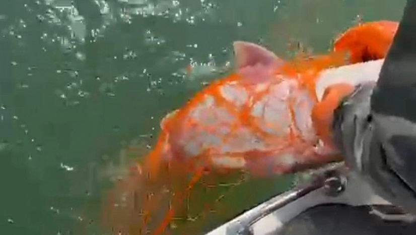 Elazığ'da Dev Fırat Turnası Oltaya Takıldı