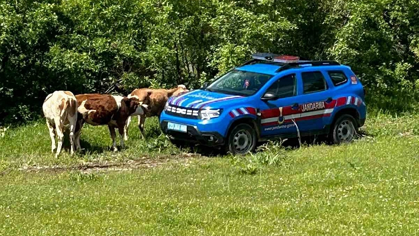 Elazığ'da Kayıp Büyükbaşlar Dron Desteğiyle Bulundu