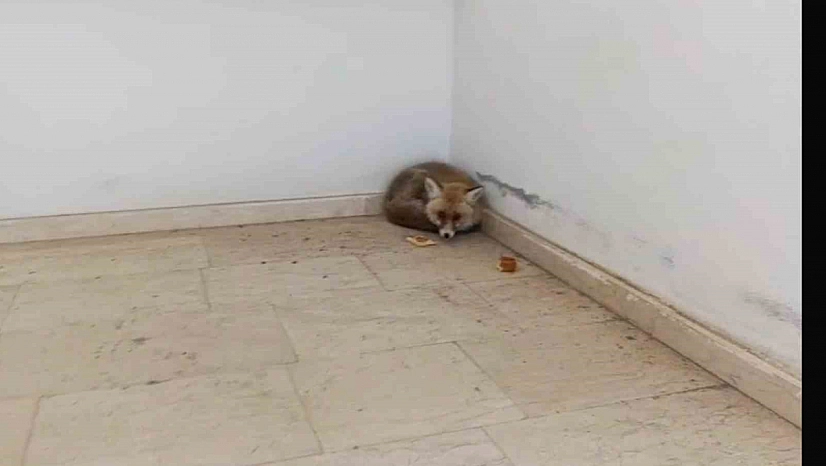 Palu'da Okulda Tilki Paniği: O Anlar Kamerada