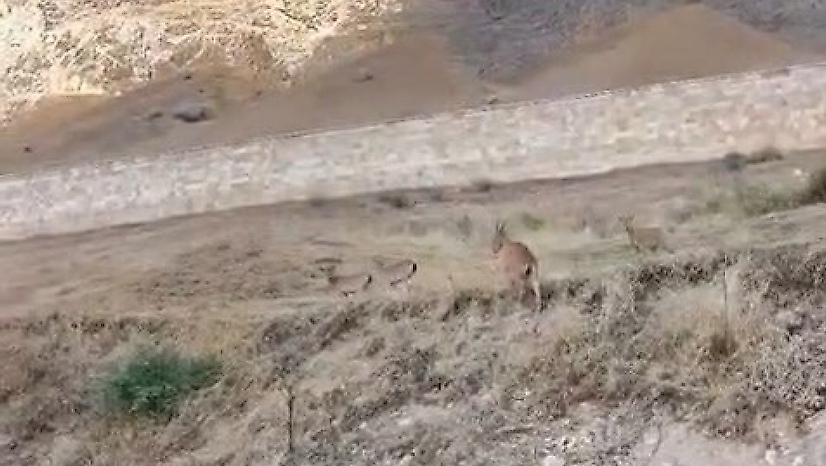 Tarihi Palu Kalesi'nde Dağ Keçileri Görüldü