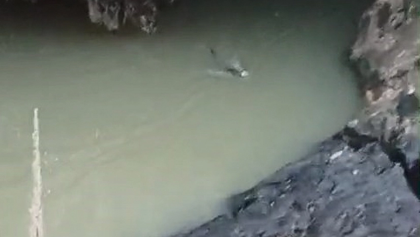 Doğada Nadir Anlar: Su Samuru Balık Avında