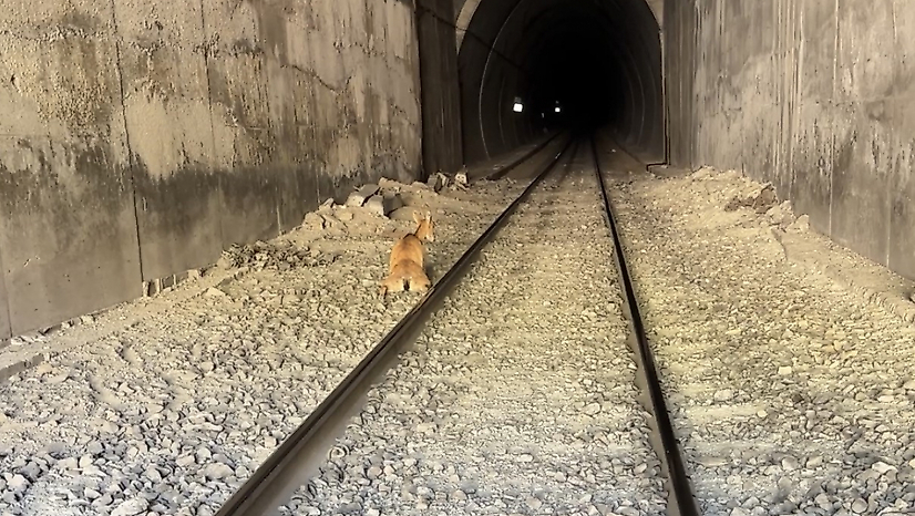 Tünele Giren Dağ Keçilerine Tren Çarptı